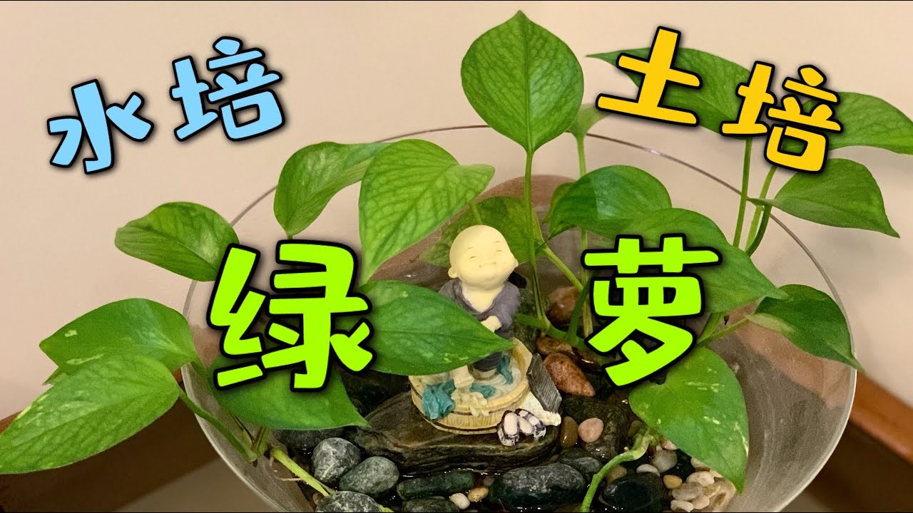 绿萝 水培和土培繁殖方法 93