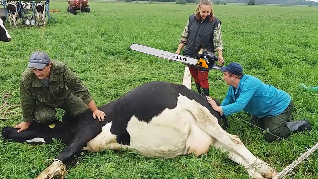 Incredible Snake Extreme Modern Farm #WithMe​ Cow Farming DIY Automatic Milking Milk Feeding Combine