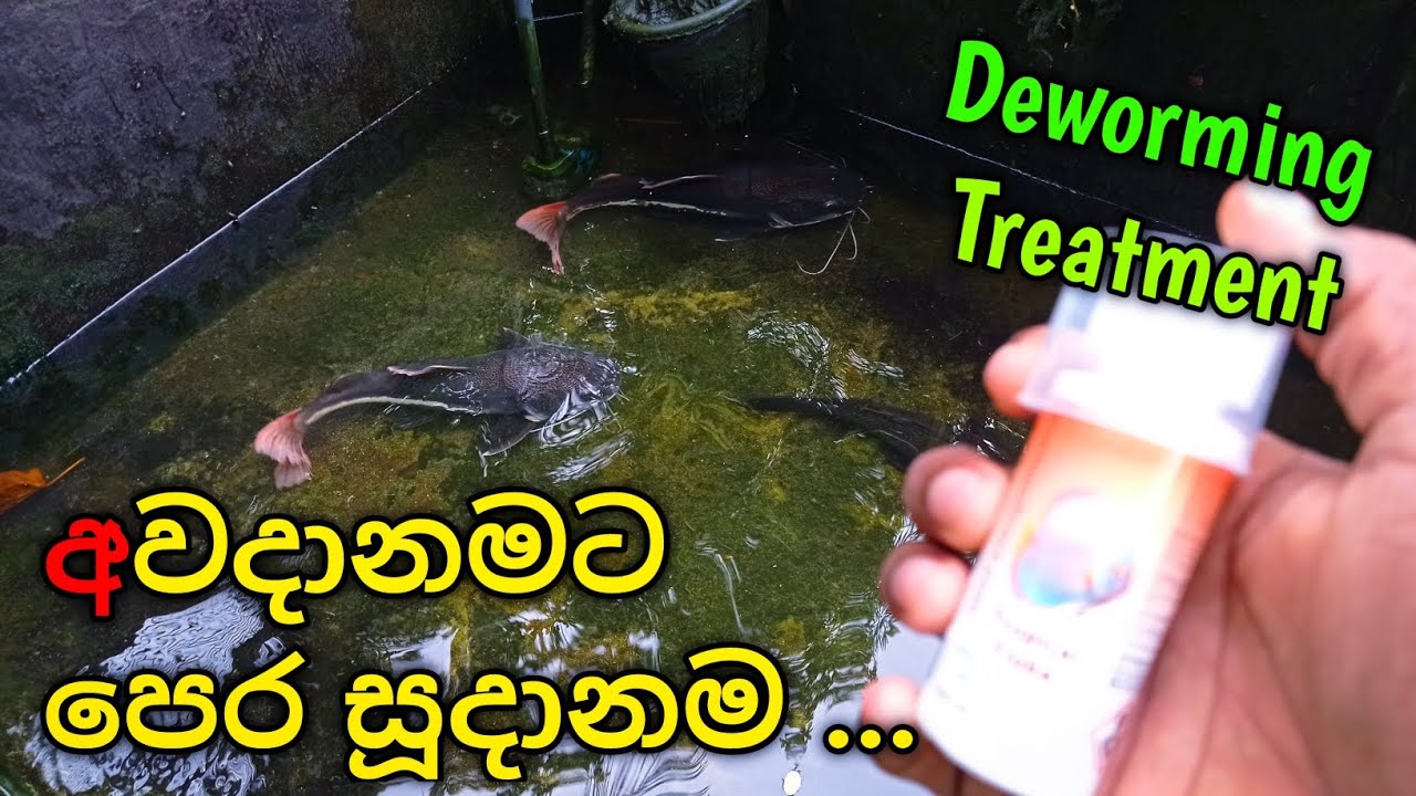 කැට්ෆිෂ් මාලුන්ට පණු බෙහෙත් ... 🐟💊  My Red Tail Cat Fish Deworming Treatment 🐛🚫