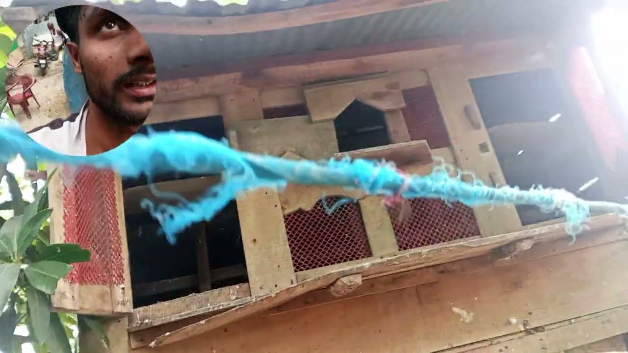 Pigeon Farming Guide 🕊️ | কবুতর লালন পালন, ডিম থেকে বাচ্চা সবকিছু সহজ উপায়