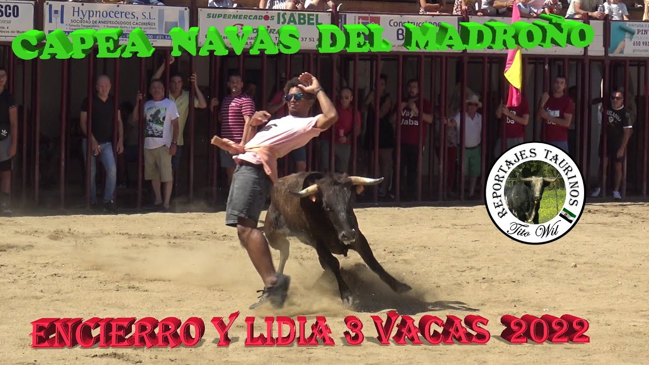 ENCIERRO Y CAPEA 3 VACAS NAVAS DEL MADROÑO 2022  4K