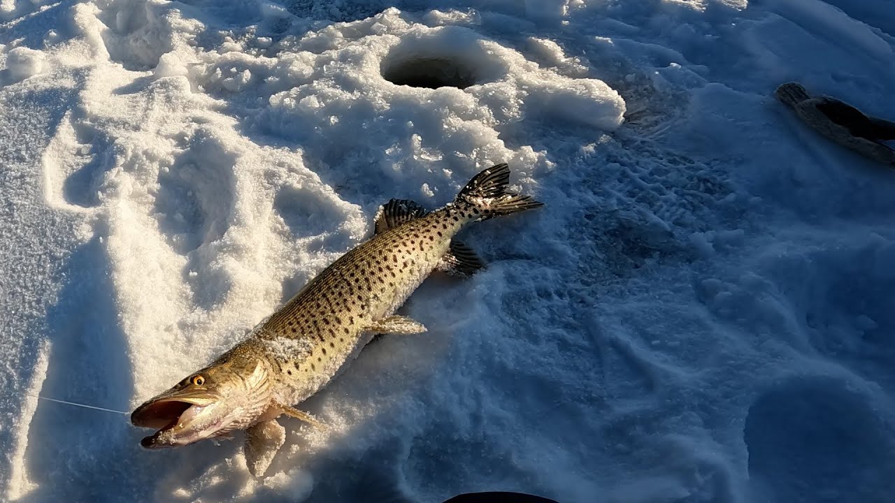 РЫБАЛКА НА БУРЕЙСКОМ ВОДОХРАНИЛИЩЕ 2 ЯНВАРЯ 2023  / ЩУКА НА ЖЕРЛИЦЫ ЗИМОЙ /РЫБАЛКА АМУРСКАЯ ОБЛАСТЬ