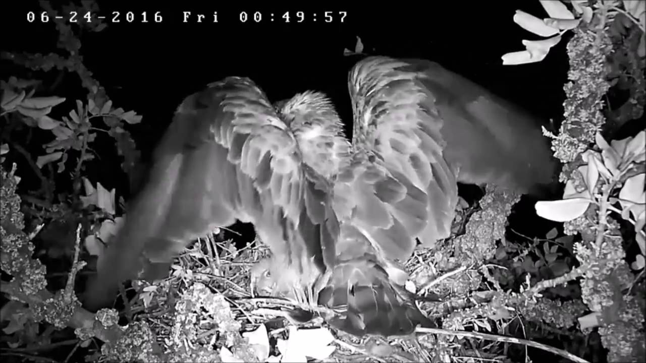 Israel Raptor Nest Cam - עופות דורסים בשידור חי - 1557937684512495
