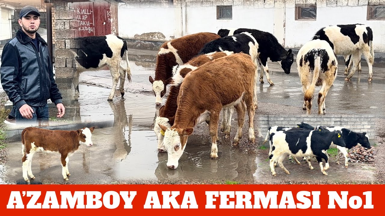 A’ZAMBOY AKA FERMASI SIMENTAL RASISKIY BUZOQCHALA SOTILADI SIMENTAL BO’G’OZ SIGIR BOR PULI YENGIL