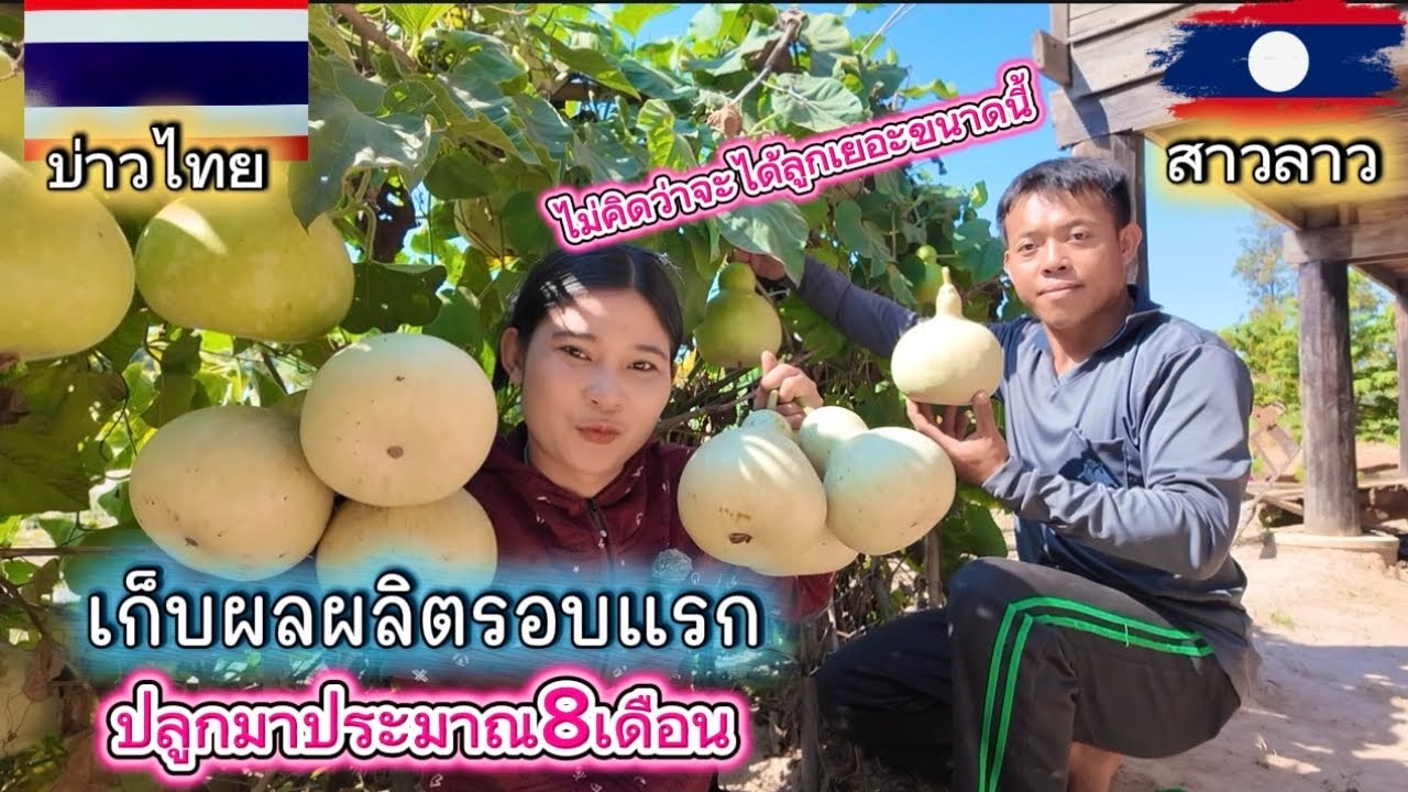 เก็บผลผลิตรอบแรก ￼ หลังปลูกมาแล้วประมาณ8เดือน
