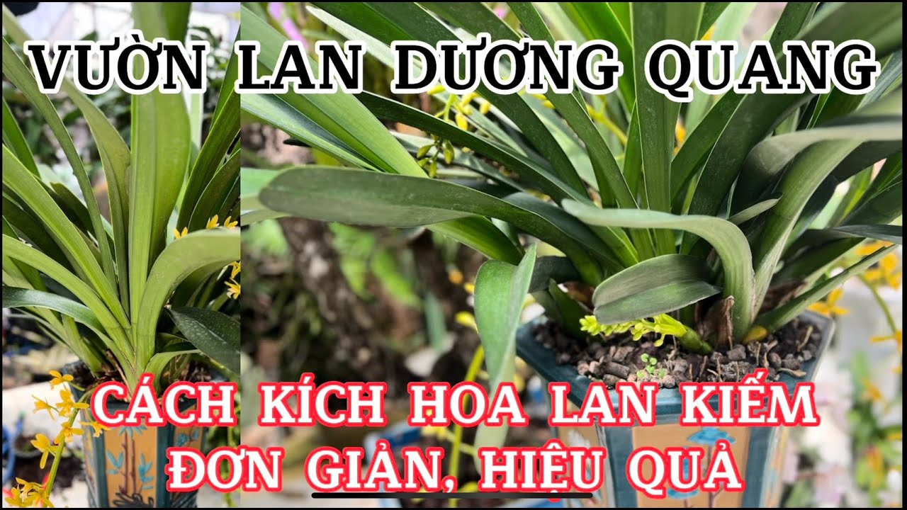 Kích hoa lan kiếm, Lan kiếm phan trí, Lan kiếm xanh huế, vị hoàng, vàng tây ninh - LAN RỪNG LÂM ĐỒNG