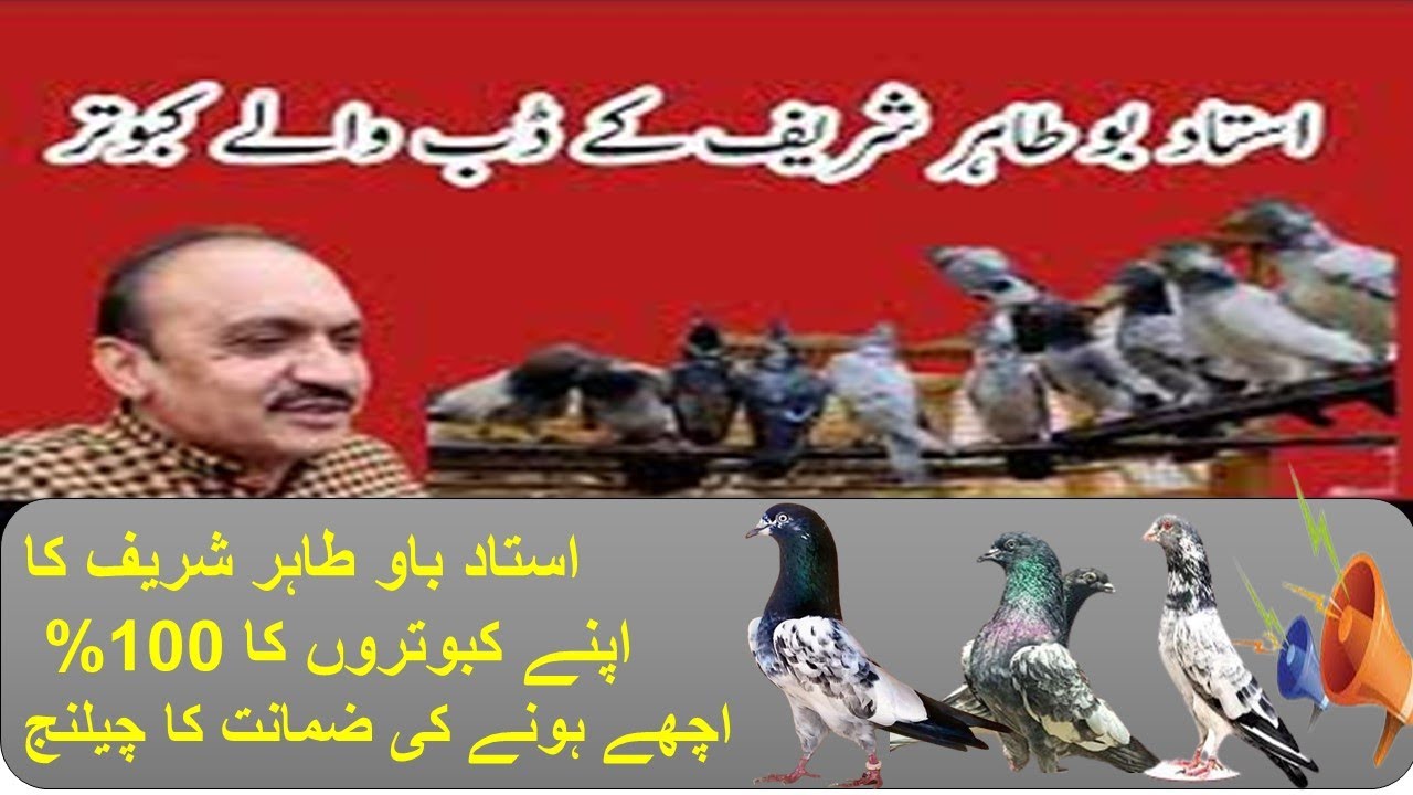 Laal Tufan Kabootar Ka Raaz! Ustad Bau Tahir Shareef Ka Khas Nasl Kabooter