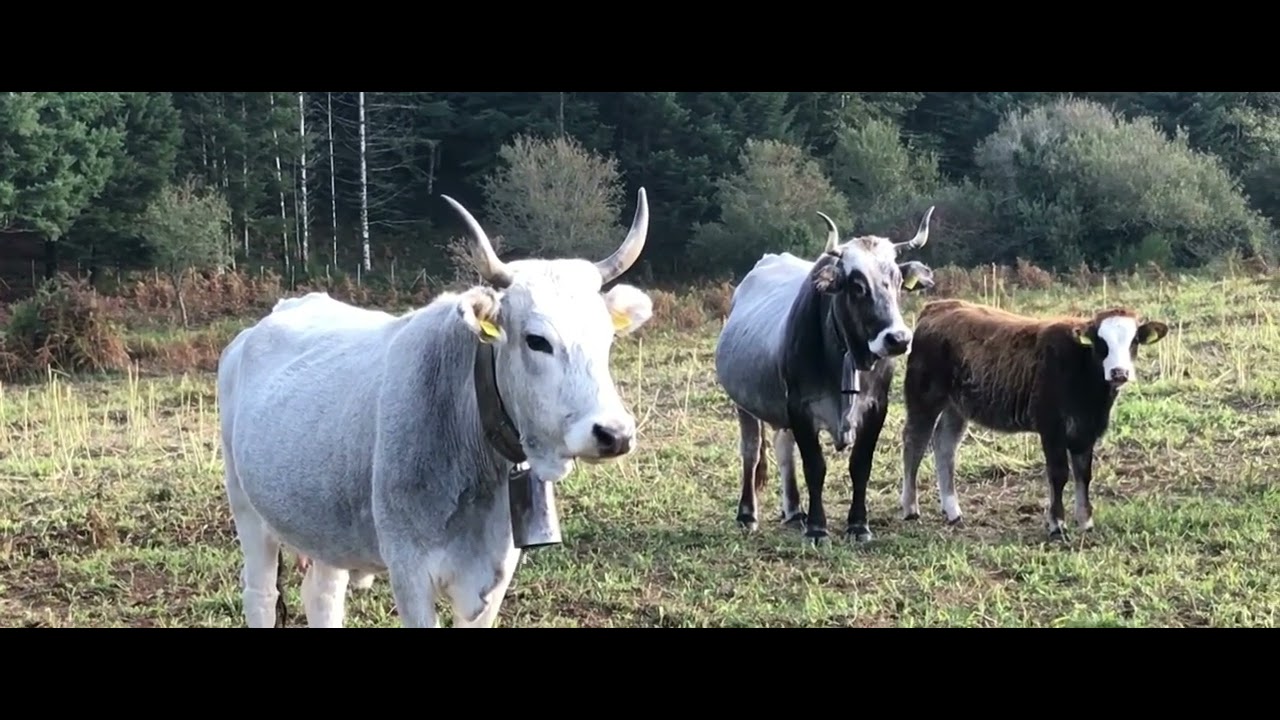 Porcini calabresi Serre Calabre