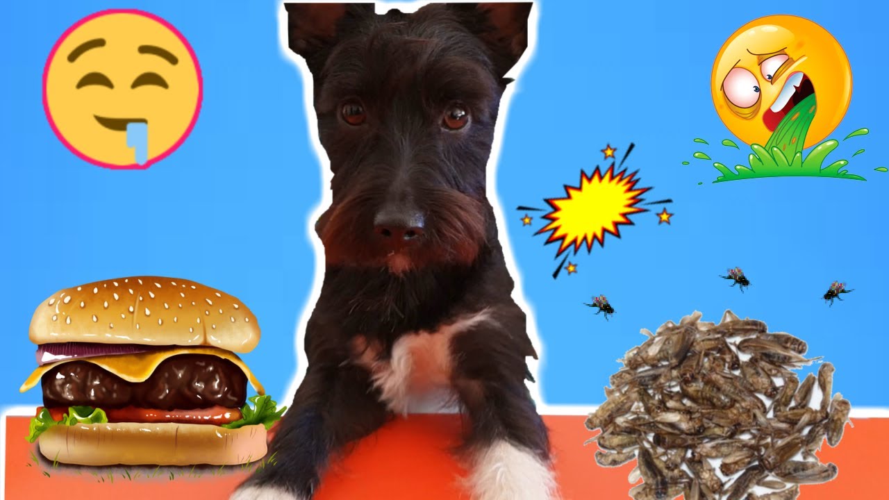 Los RETOS DE COMIDA MÁS DIVERTIDOS Para perro / Lana