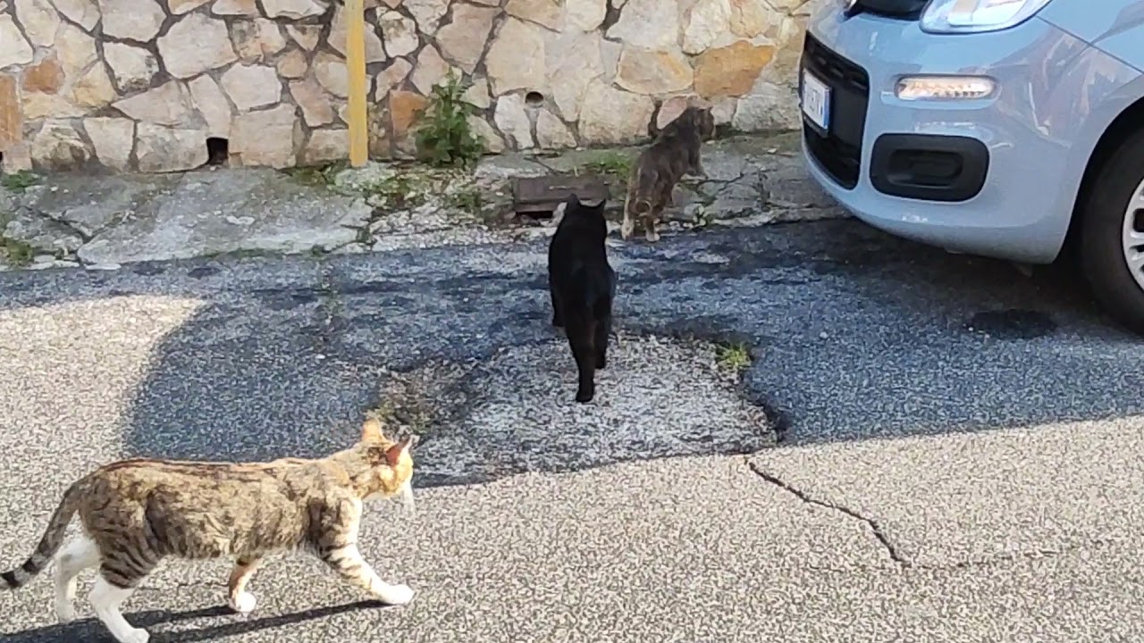 gatta in calore 6