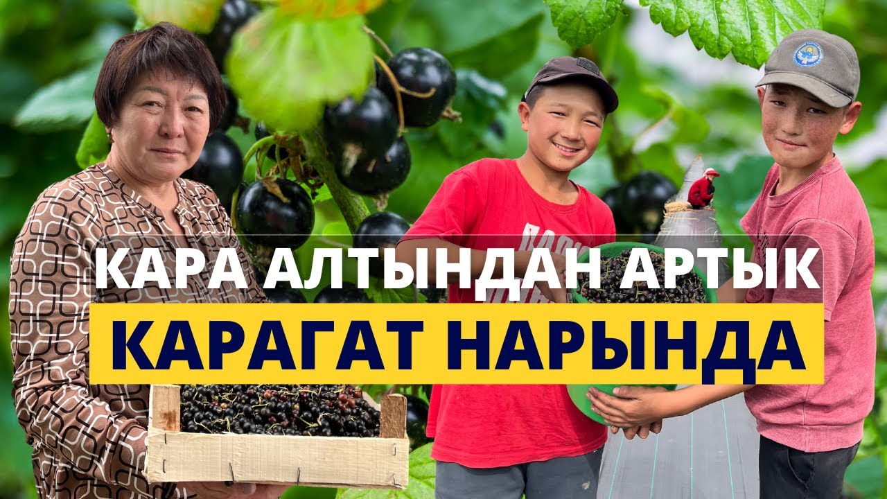 1 көчөт түшүмүн 10 жыл берет. Жалкоолор карагат отургузса жарашат экен!