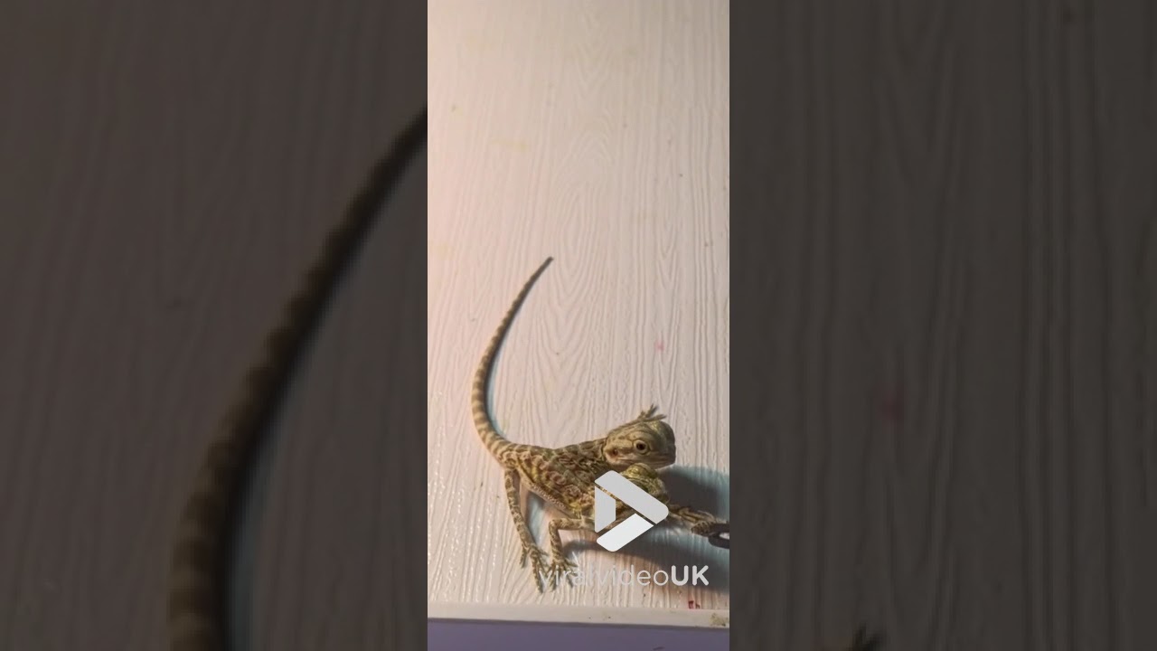 Two headed lizard eats separately || Viral Video UK