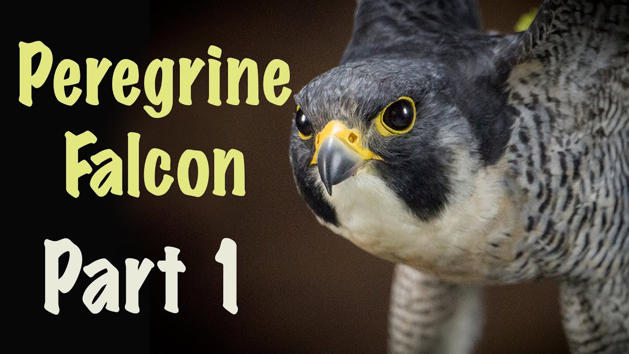 Peregrine falcon just took off pose. Art of Taxidermy