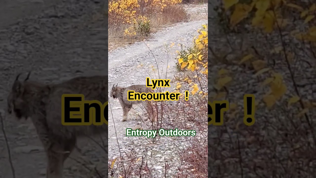 Lynx Encounter Part 1 