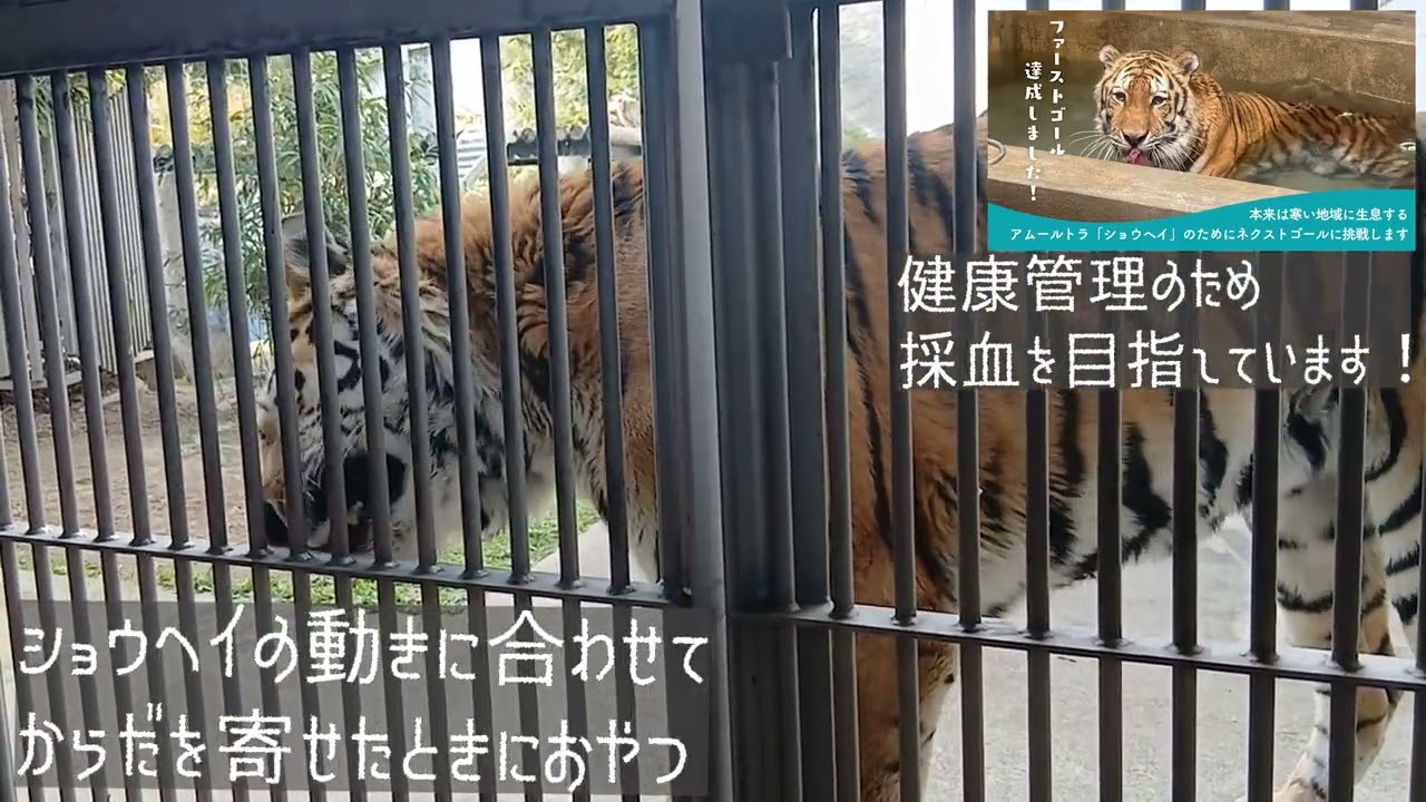 【天王寺動物園】アムールトラ・ショウヘイ飼育員のしごと≪採血トレーニング≫