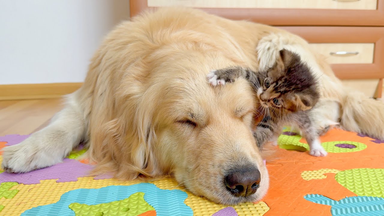 Poor Golden Retriever Just Wanted Peace&hellip; Then Came the Tiny Kitten [BEST REACTION EVER!!]