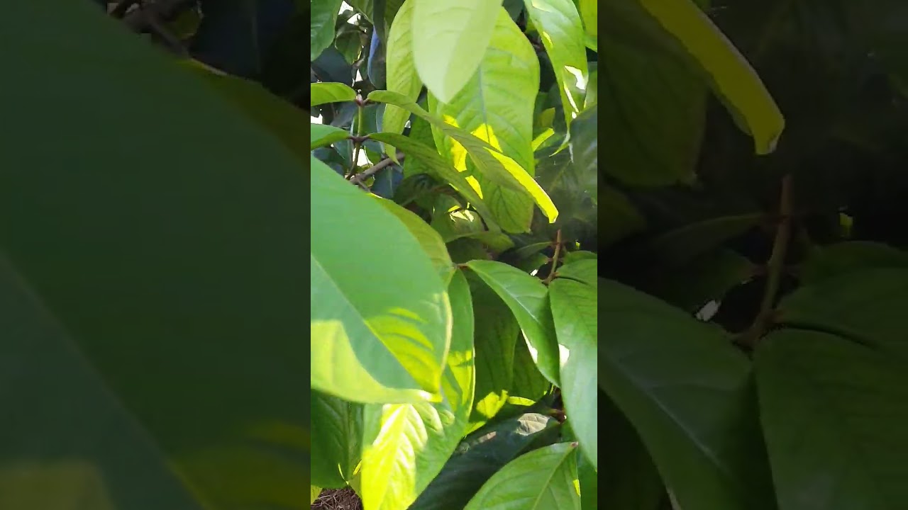 Apple tree |Green apple