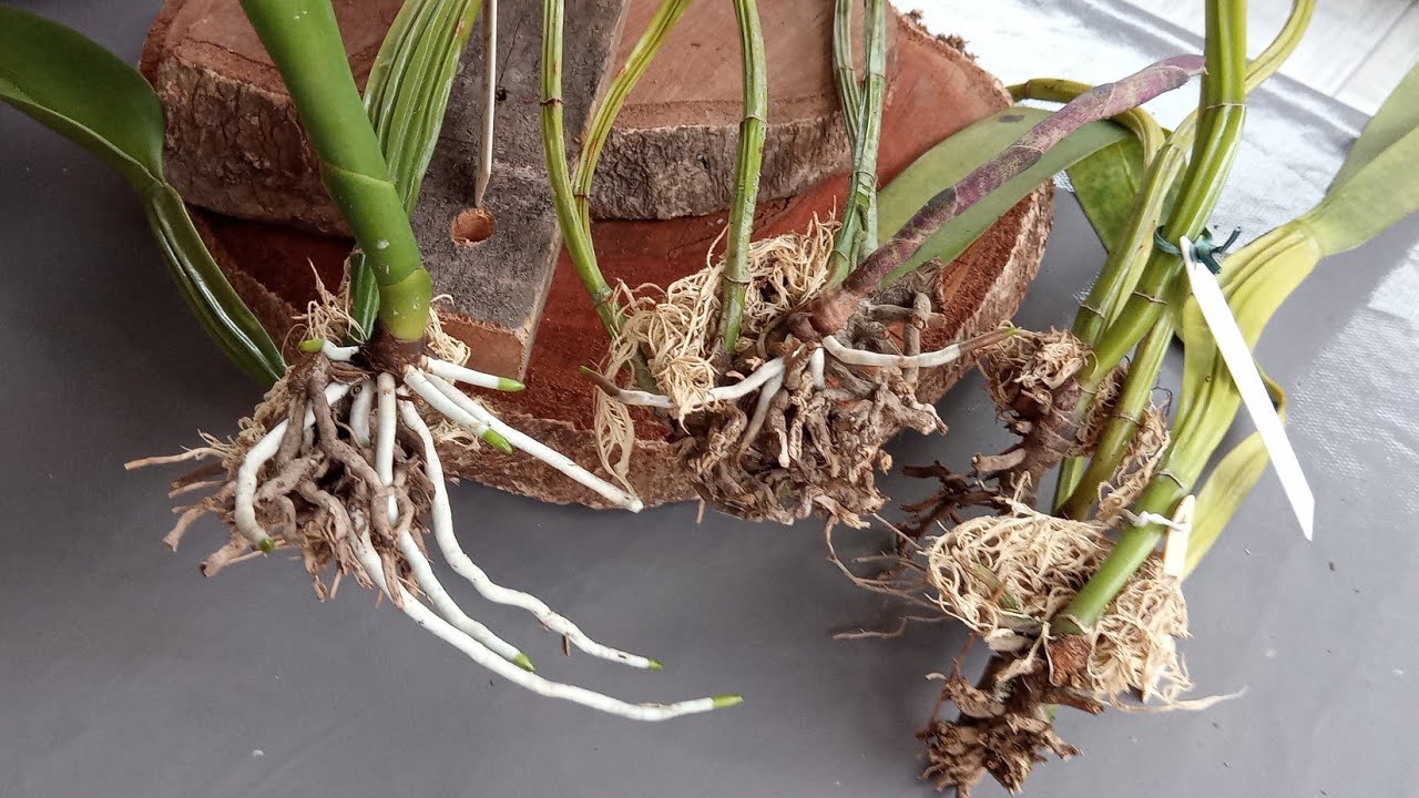 ASSIM eu  CONSIGO uma boa BROTAÇÃO e RAÍZES das XEPAS que CORTO das CATTLYAS e quando replantar?