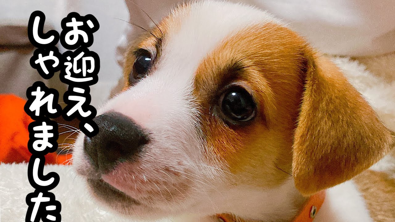可愛い子犬お迎えしました【お迎え初日】2代目ジャックラッセルテリア