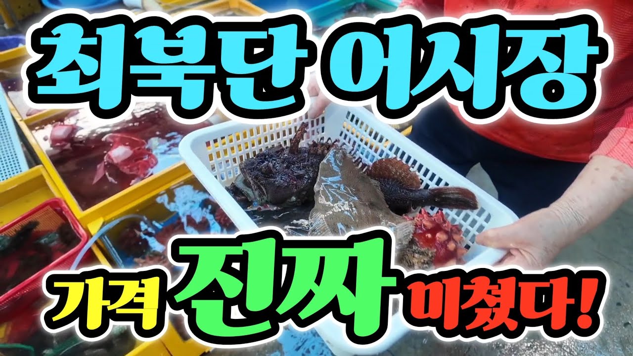 거진항 수산 어시장 충격! 회를 이가격? 바가지 맞나! 진짜 이건 아닌듯! 제발 그만 좀? 긴급! Korean fish market channel 