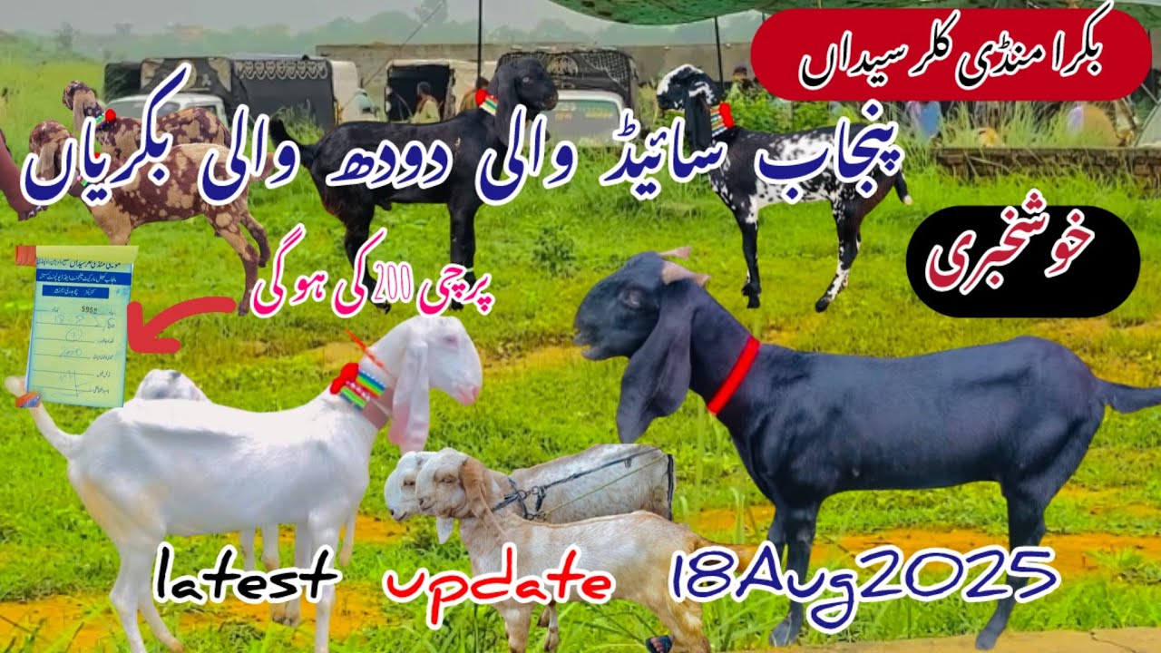 monday kallar syedan bakra mandi latest update 18Aug 2025#beetalgoat #goat #hussainmandiwala 