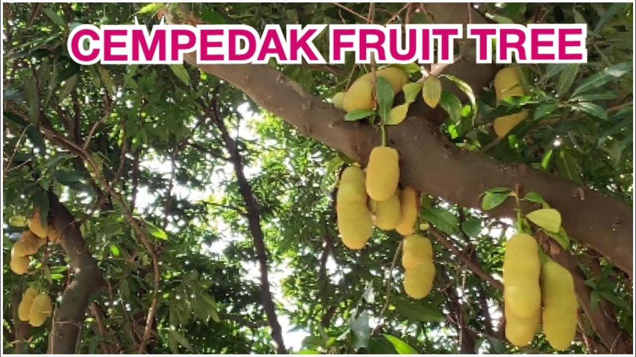 CEMPEDAK FRUIT | பிலால் பழம்