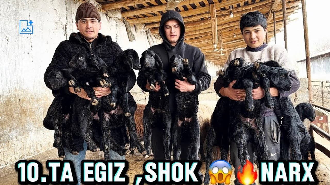 😱 Egz.🔥BARRA🔥BOGOZ 🔥LAR NARXLARI SINSATSIYA 🔥SHOK😱NARX.
