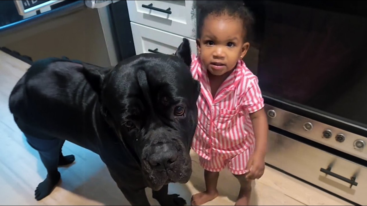 Everyone Said This Cane Corso Was Too Aggressive—Until They Saw What He Does for This Baby