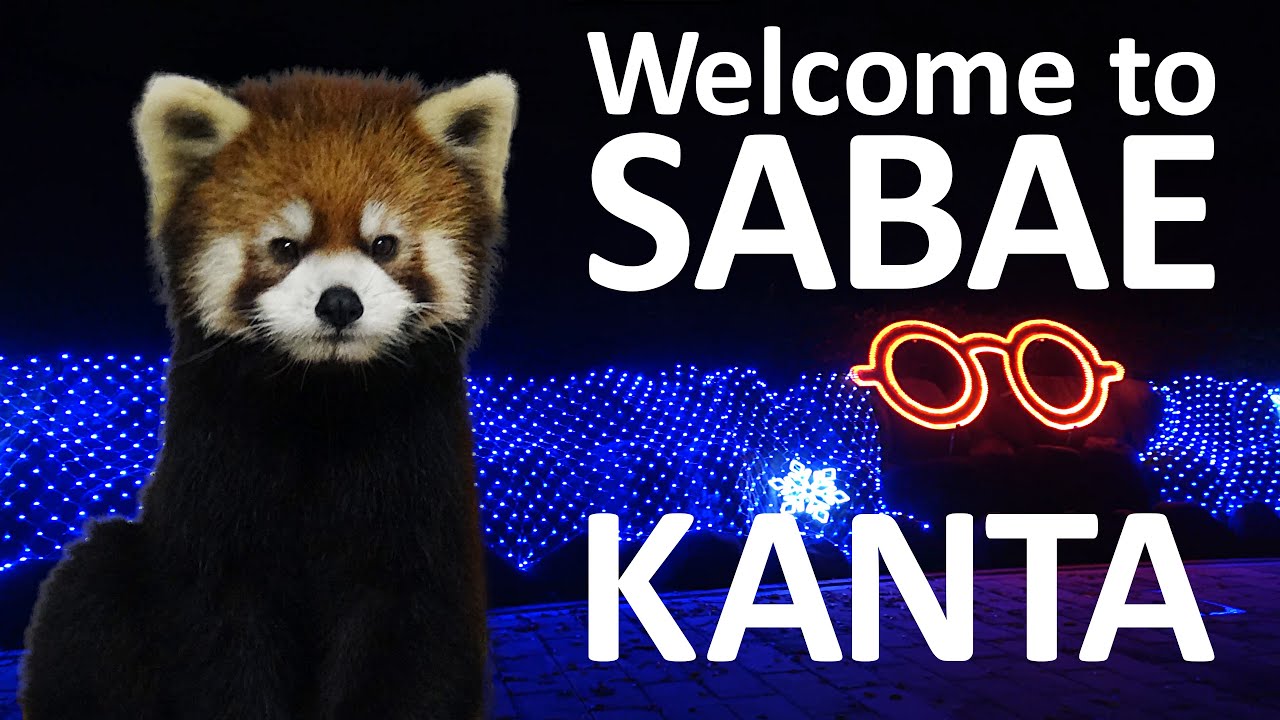 Red Panda KANTA Welcome to NISHIYAMA Zoo with Christmas lights at SABAE from AKITA #西山動物園 #レッサーパンダ