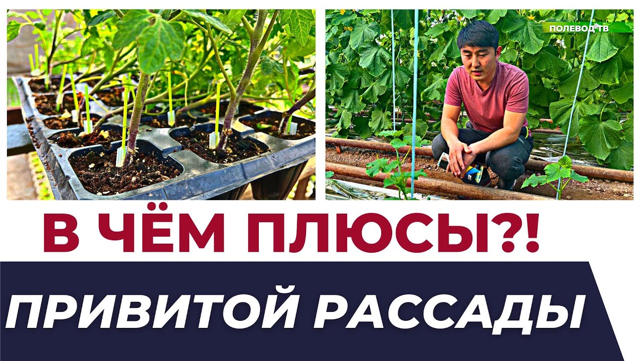В ЧЁМ ПЛЮСЫ ПРИВИТОЙ РАССАДЫ?! #агробизнес #теплица #рассада #прививка #удобрения #лайфхаки