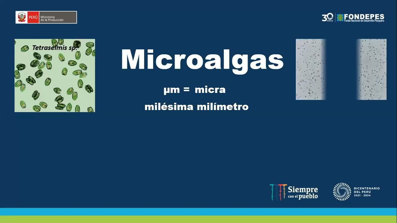 CURSO 02: Cultivo de microalgas marinas como alimento para larvas de moluscos bivalvos | MODULO V