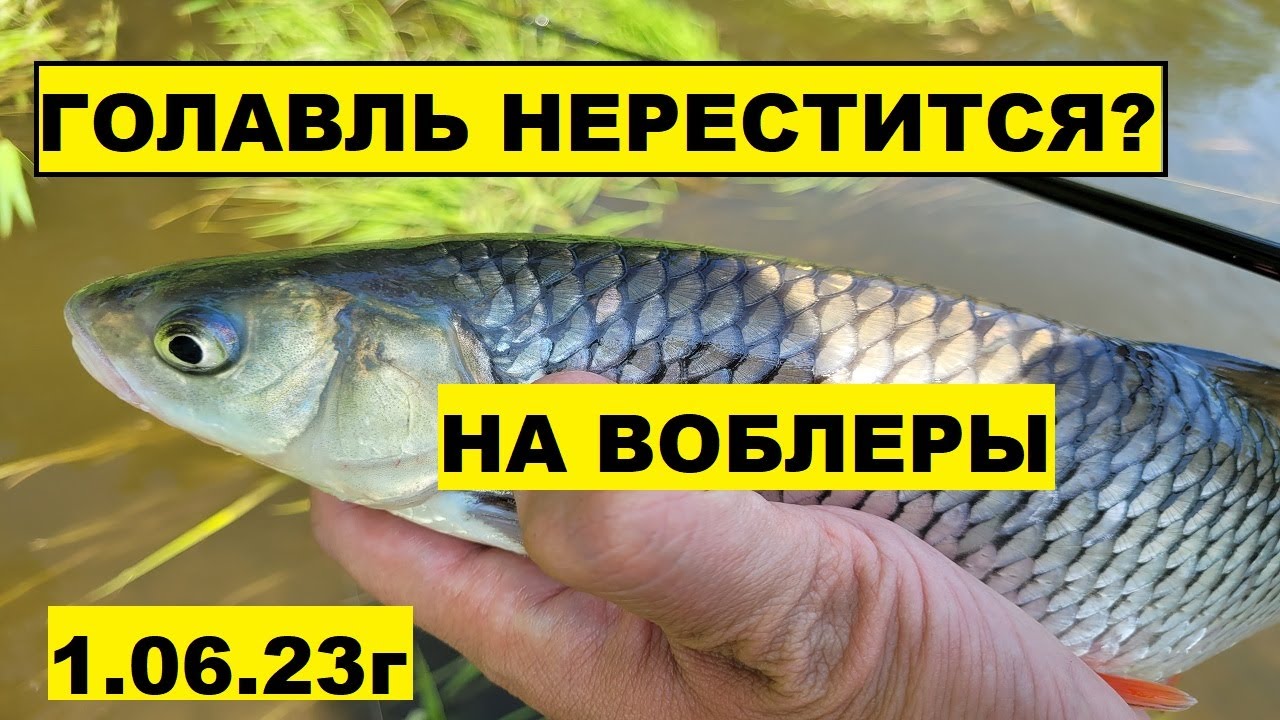 ВОБЛЕРЫ на ГОЛАВЛЯ в июне! Голавль на спиннинг летом! Голавль в июне! Рыбалка на голавля! Голавль 23