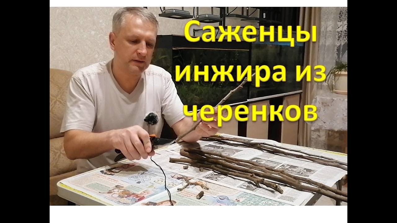 Укореняю черенки инжира. Выращивание саженцев на весну.