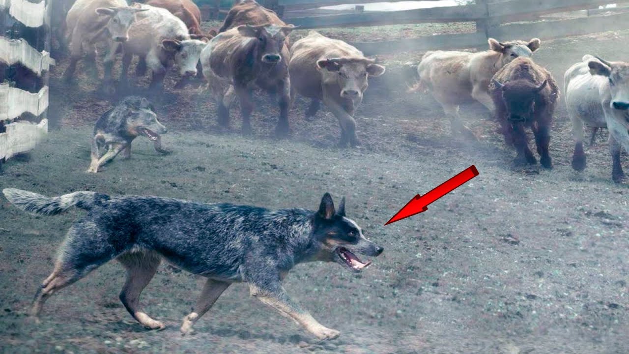 🤯¡Descubre 11 Secretos Más Impactantes del Ganadero Australiano!💥