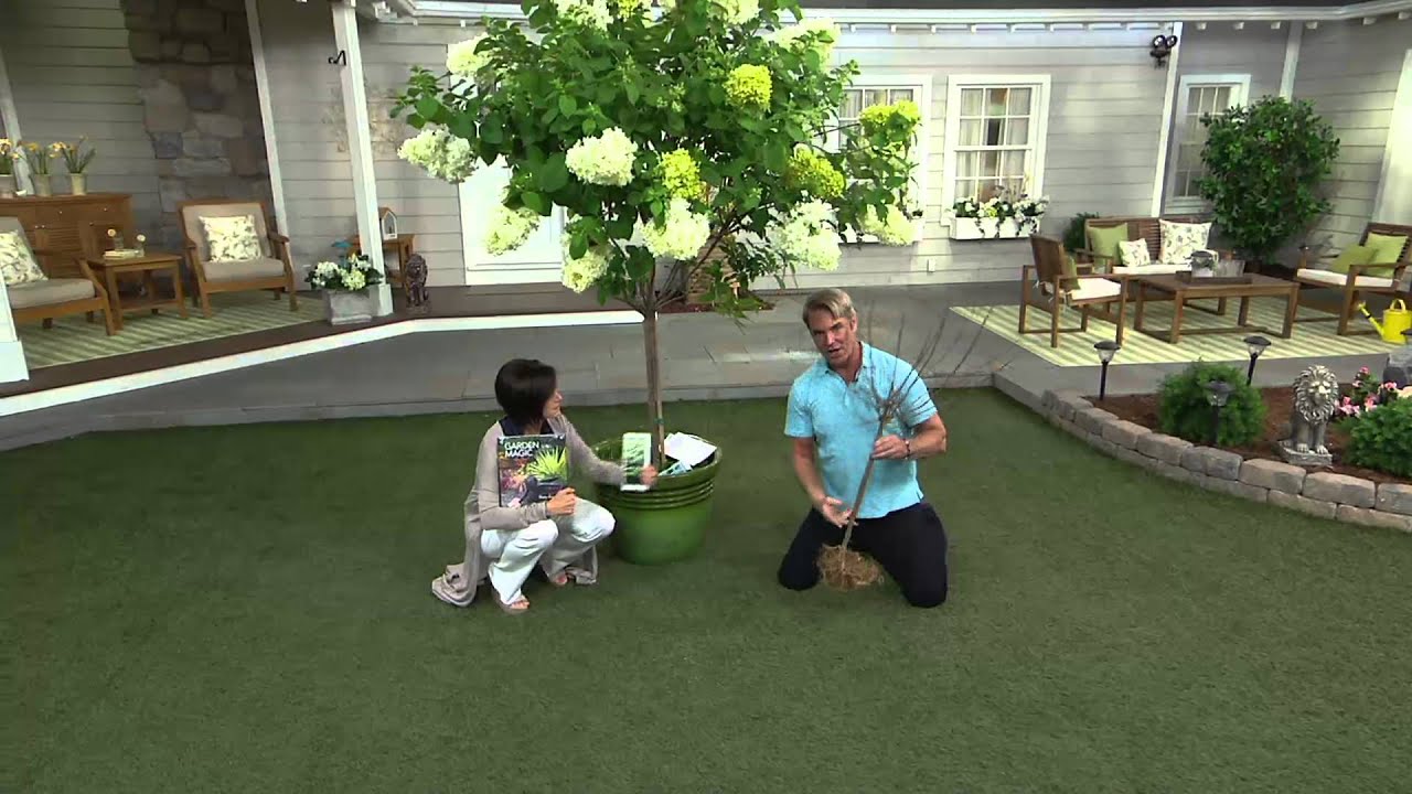 Cottage Farms 1-piece Limelight Tree Hydrangea on QVC