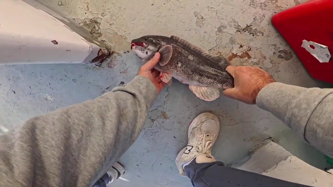 BLACKFISHING (TOG) ON THE OCEAN EAGLE BK NYC