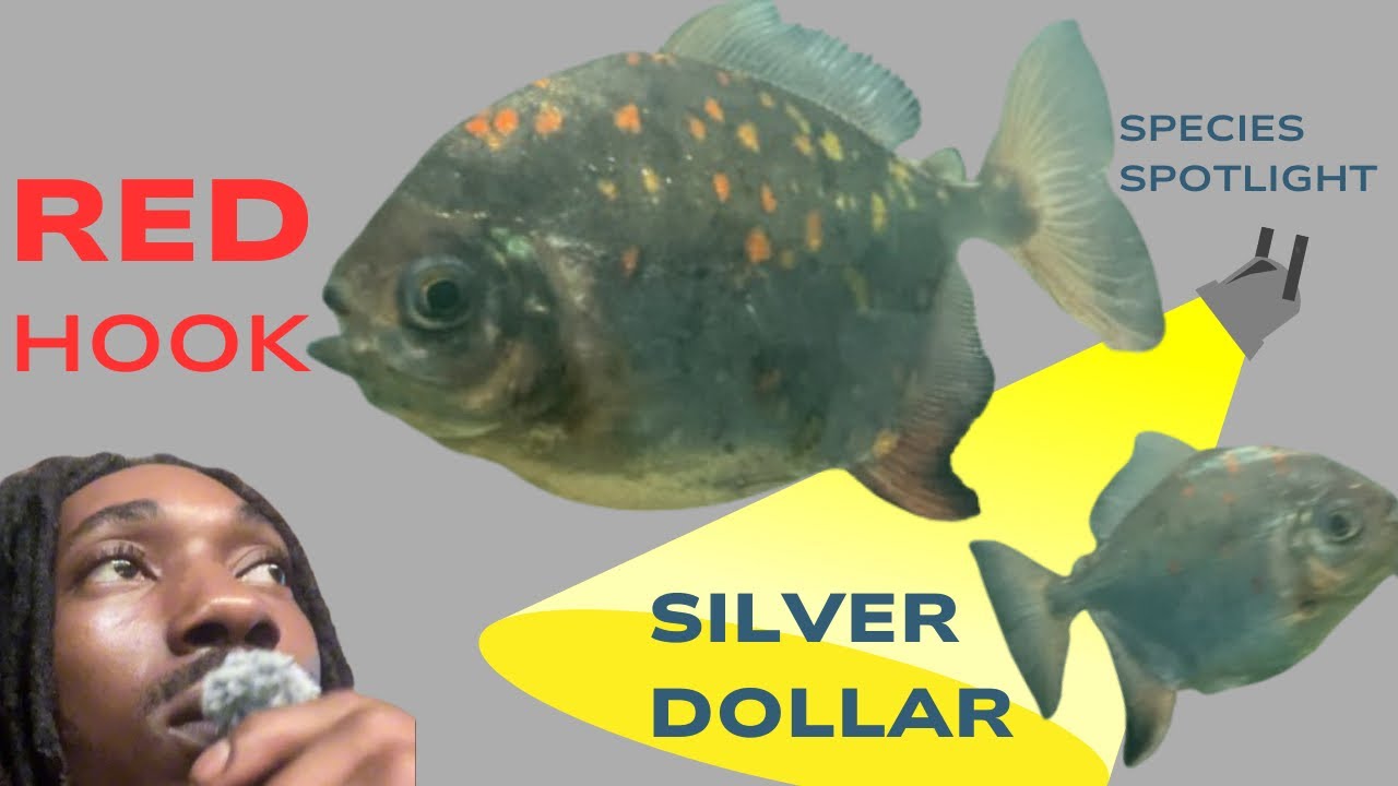 Red Hook Silver Dollar Fish