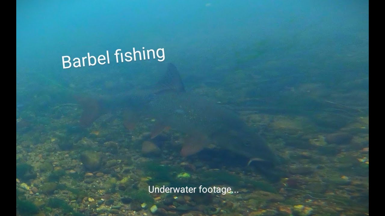 Barbel fishing 2024   with underwater footage #vortex baits #carpscene