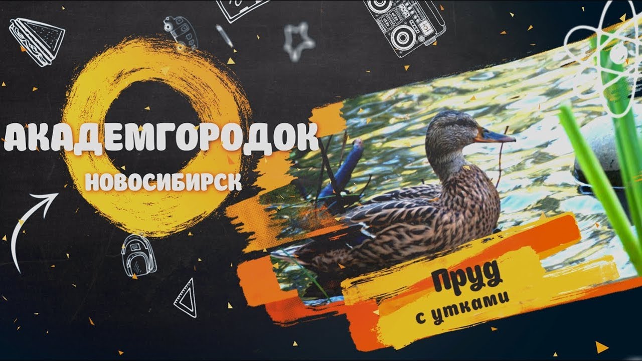 Пруд с утками в Академгородке в Новосибирске - Куда сходить