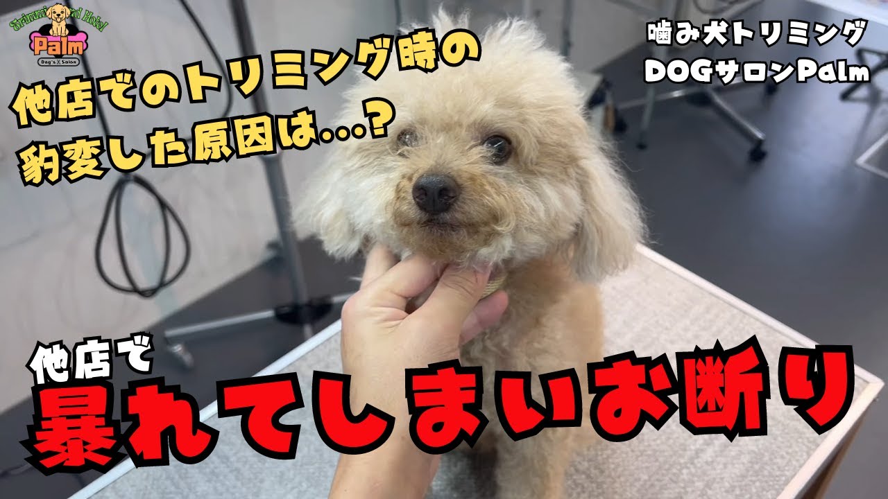 他店での豹変ぶりがすごかったトイプードル！！当店の噛み犬トリミングでは...