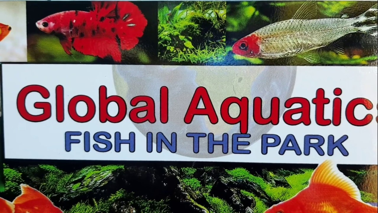 Global Aquatics, fish store, tour.