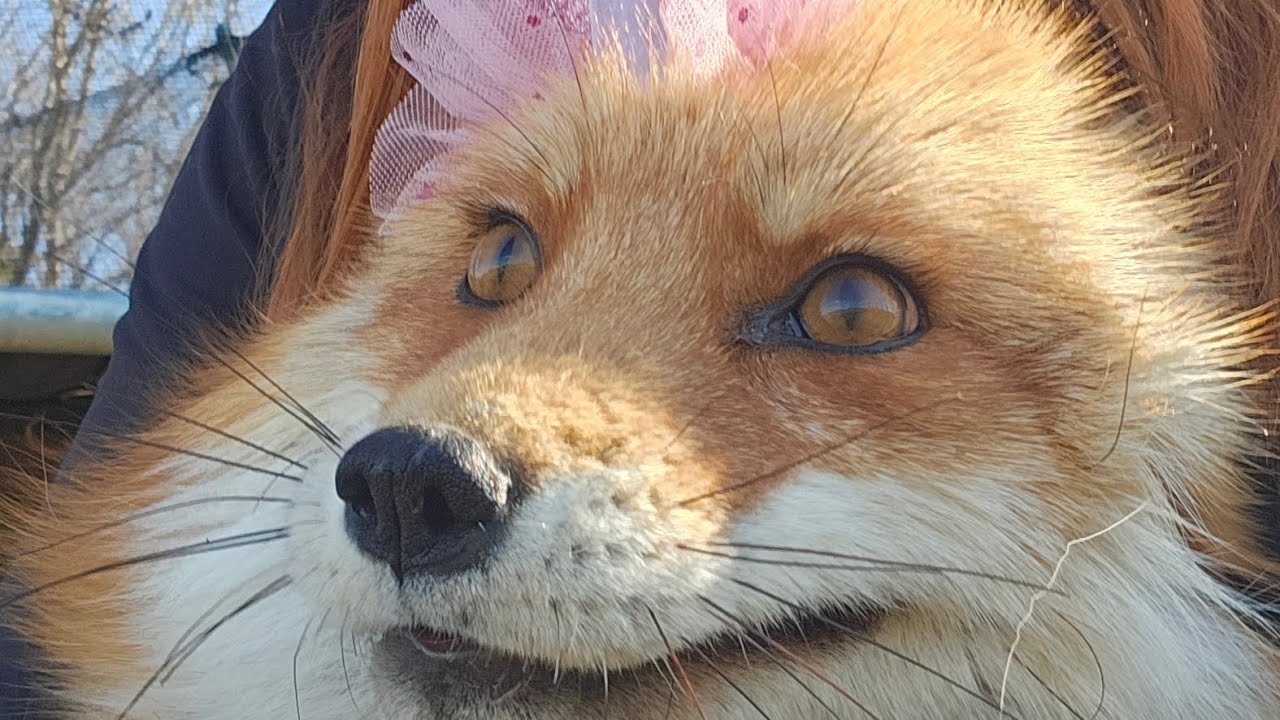 DixieDo Fox 🦊 turns 8 years old today! 🎂