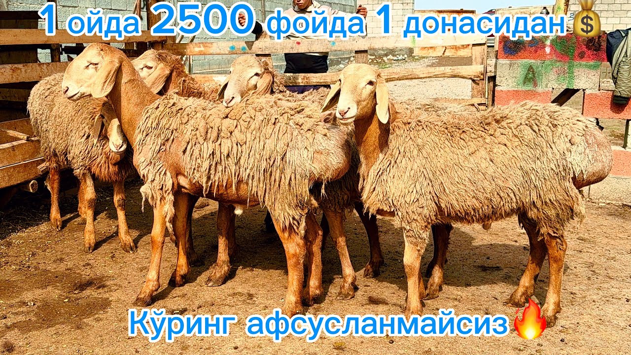 Бунақасини кам учратаси дахшат😱 Қўчқорлар ва бўғозлар