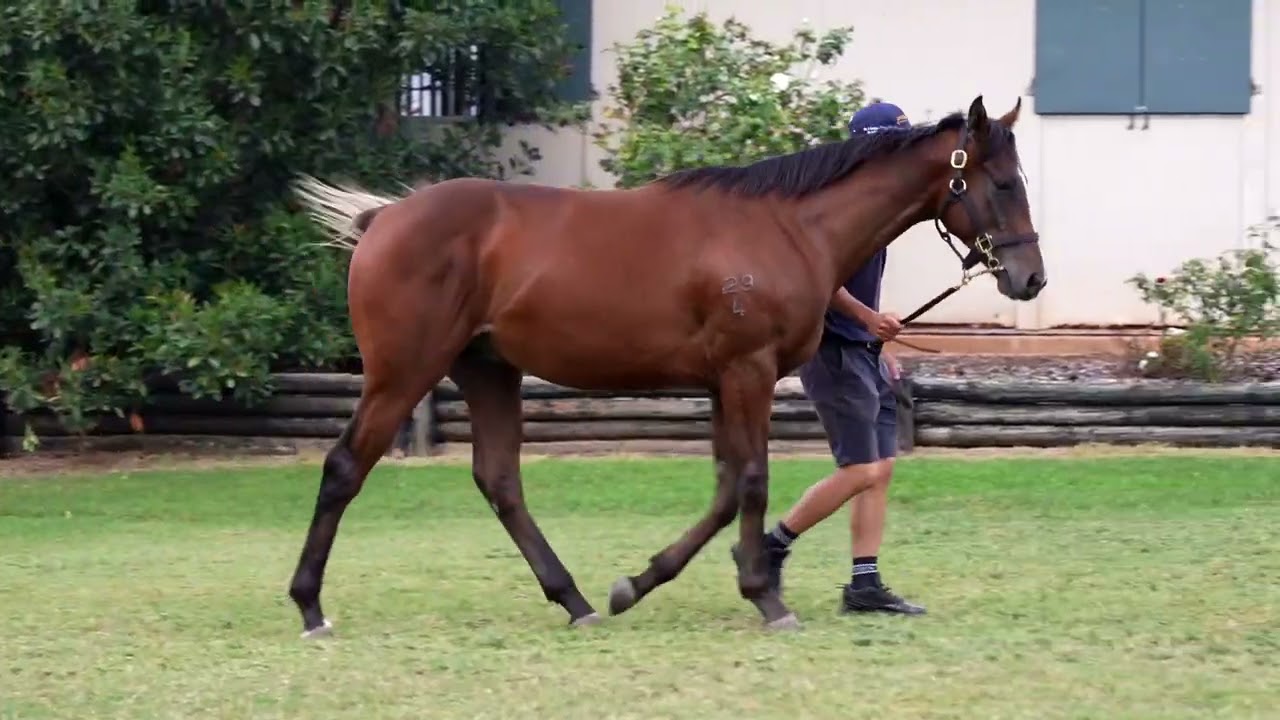 Trapeze Artist x Deep Expectation Colt. Lot 747 - Inglis Classic Sale 2026
