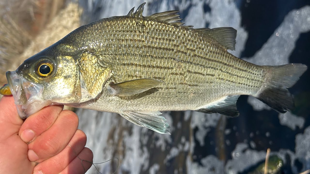 Winter Time Spillway Hybrid Striped Bass