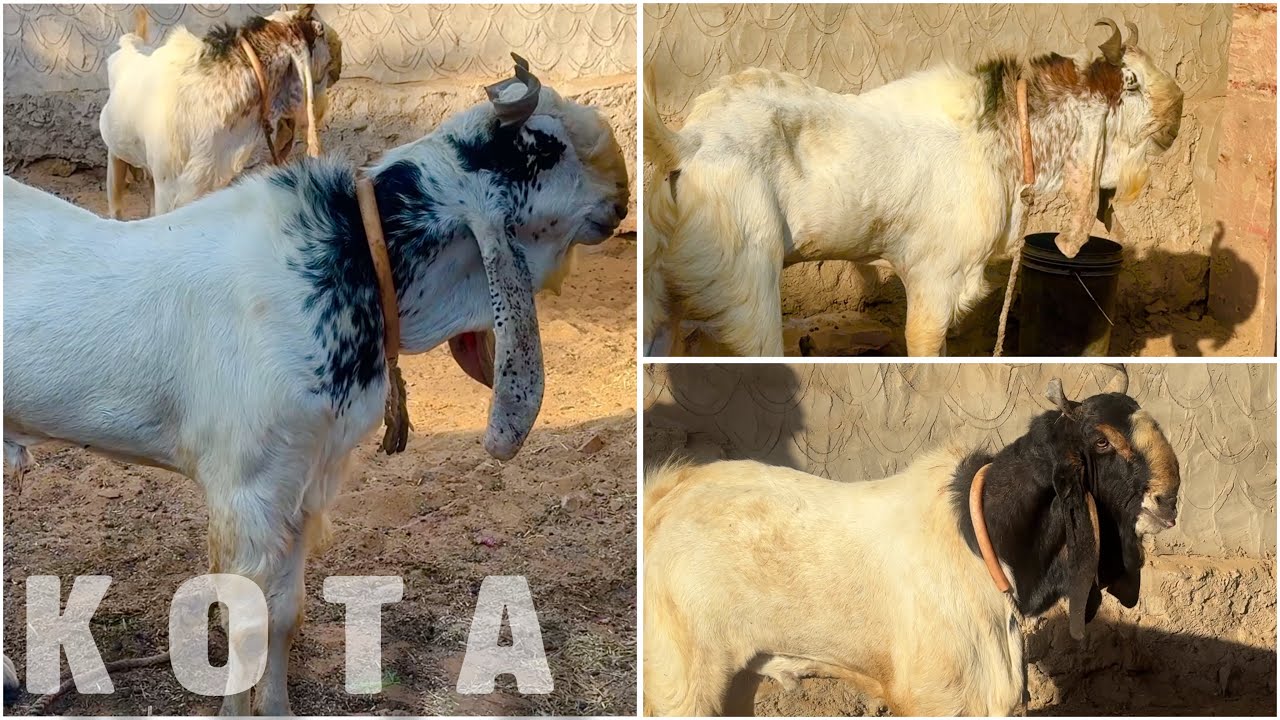The Finest Kota Goats of Memon Goat Farm, Pipar City, Rajasthan 