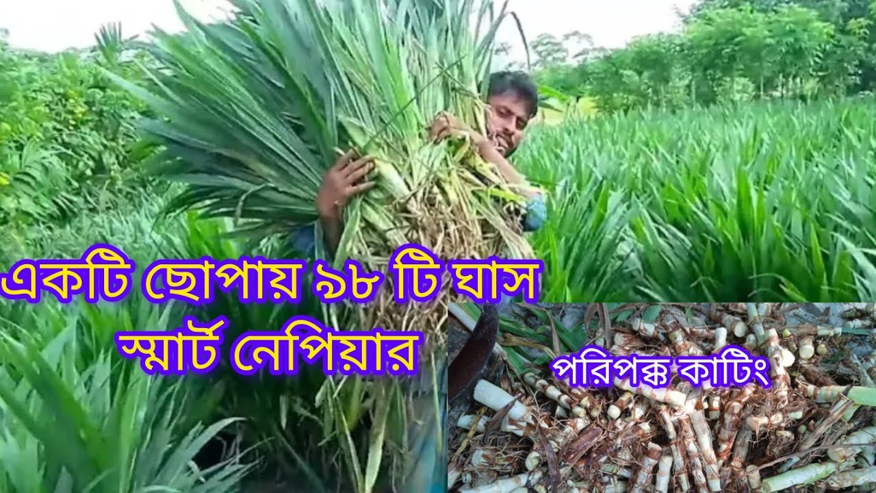 ২২%-২৫% প্রোটিন সম্বৃদ্ধ নরম ও মিষ্টি স্বাদ যুক্ত স্মার্ট নেপিয়ার ঘাসের পরিপক্ব কাটিং সংগ্রহ সংগ্রহ