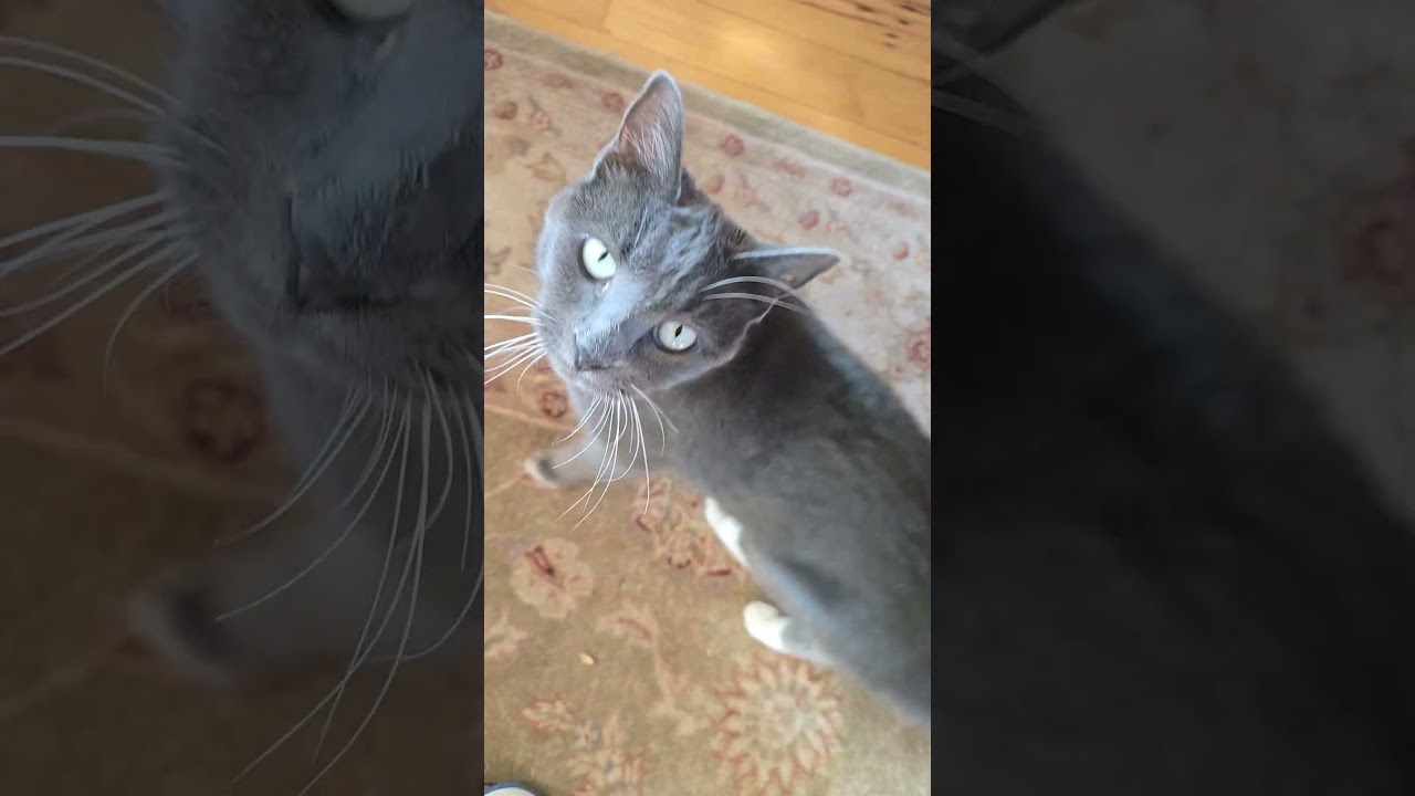 Hehehehehehe #hehe #shorts #trending #cats #kitty #kitten #y #yt #ytshorts #steakwad #aww #nice #wow
