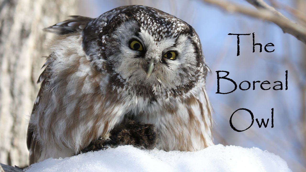Boreal Owl (Amazing close up footage & behavior)