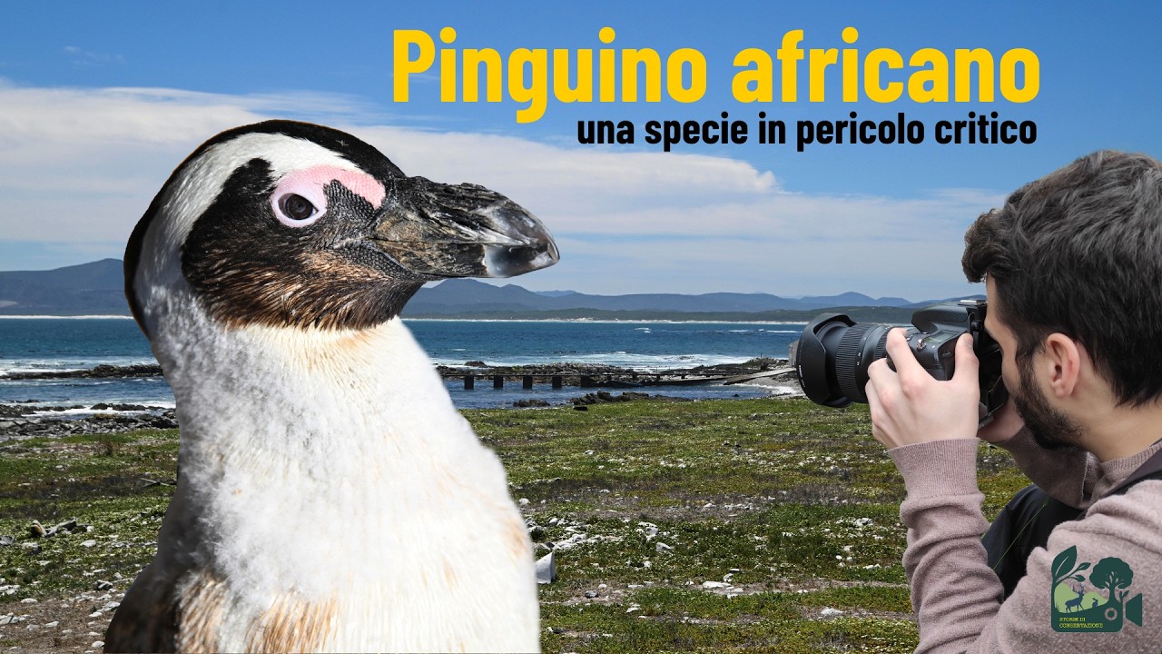 Pinguino africano - specie in pericolo critico